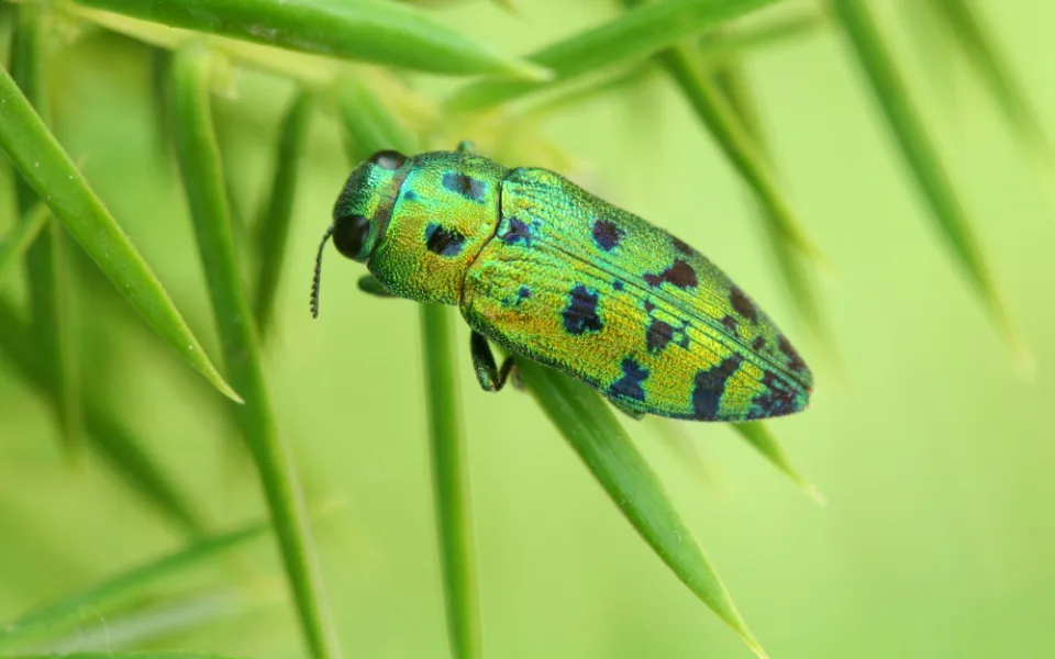 Evropou se šíří nový škůdce. Napadá okrasné dřeviny. Krasec. Foto: Nikola Rahmé