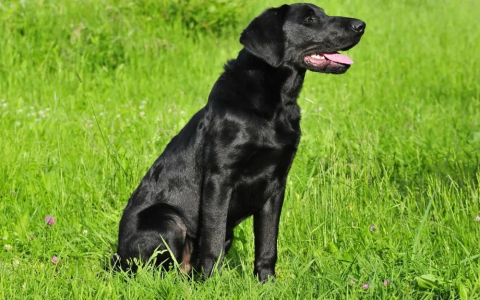 Mladý Marley se zatím zotavuje v budějckém útulku Animal Rescue.