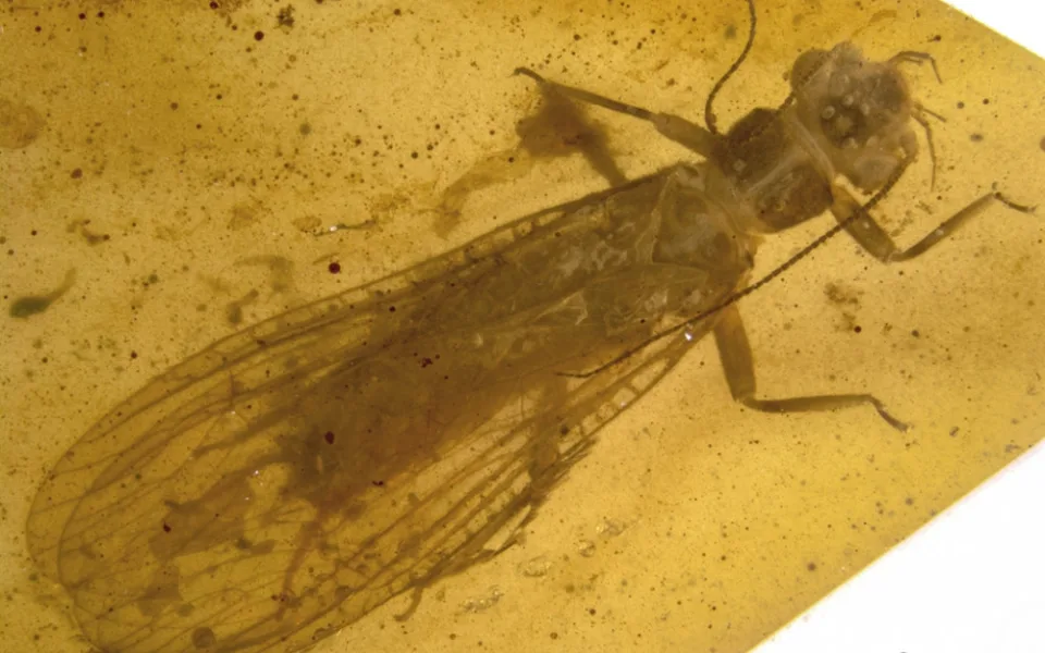 Nově objevené druhy fosilií řádu pošvatek, nazvané Rolling Stoneflies.