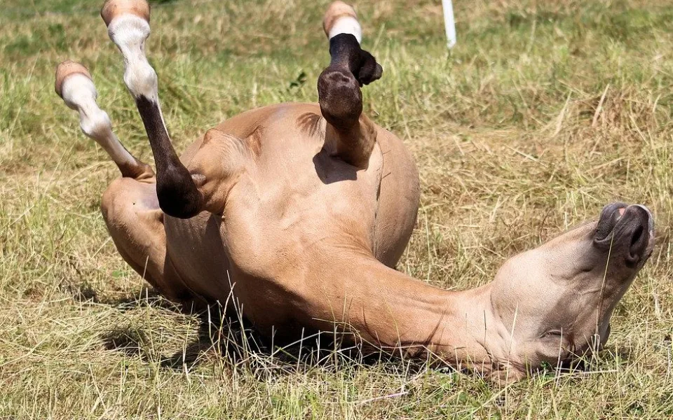 horse-3515643_960_720