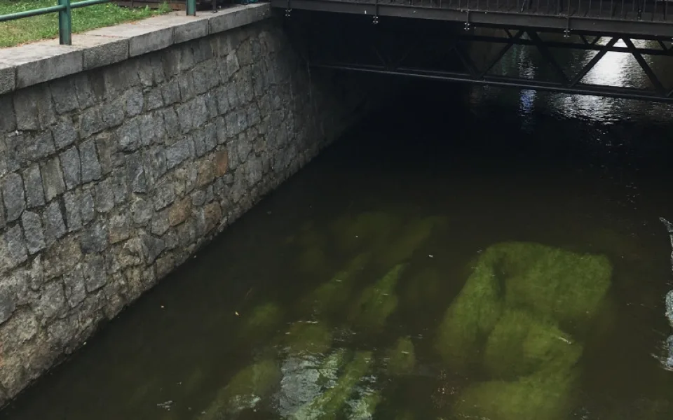 Krokodýl v Mlýnské stoce vyděsil Budějčáky