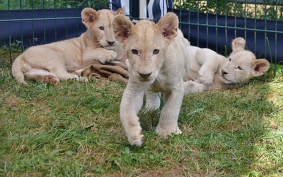 Dvouměsíční koťata vzácného bílého jihoafrického lva v Zoo Dvorec.