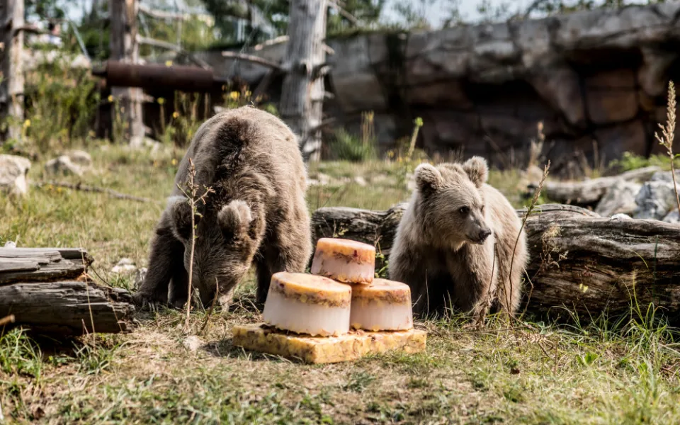 Hlubocká zoo pokřtila mládě medvěda plavého. Dostalo jméno Nochunsafed