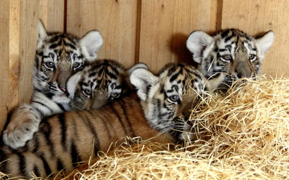 Letos 20. května v hlubocké zoo přivedla na svět ussurijská tygřice Altaica čtyři mláďata, tři samičky a jednoho samečka.