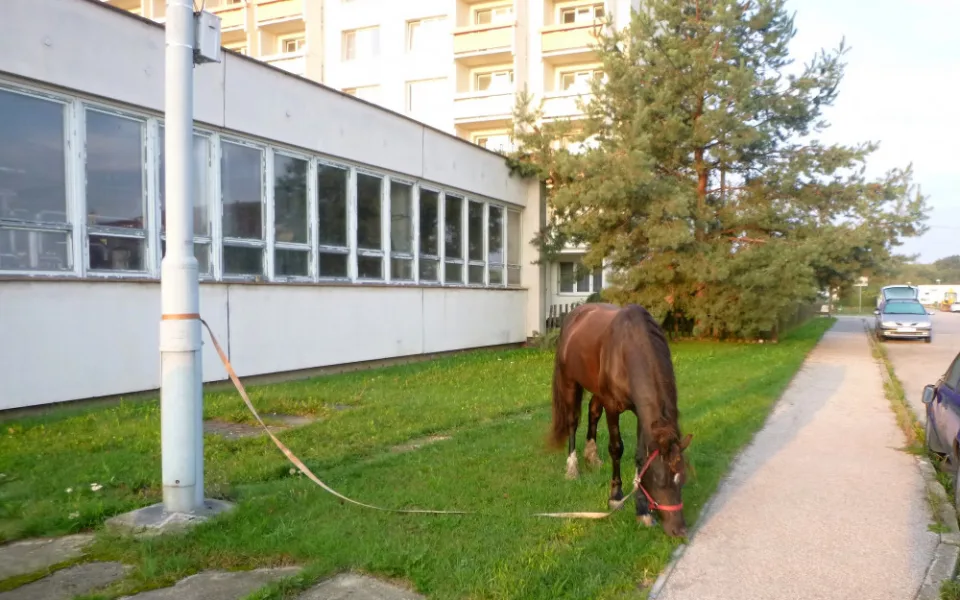 Kůň utekl z ohrady, procházel se kolem Hvízdala.