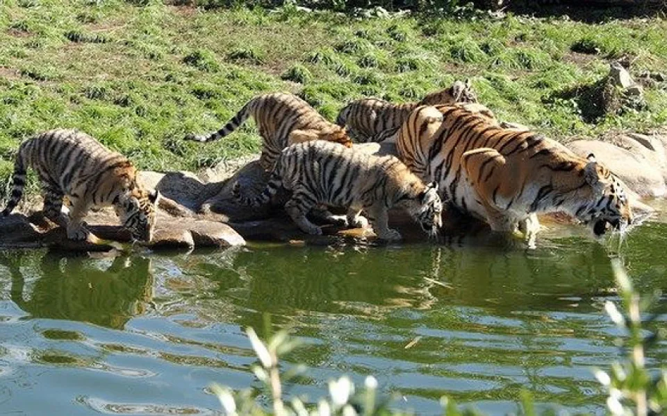 Tygři v Jihočeské zoologické zahradě Hluboká nad Vltavou.
