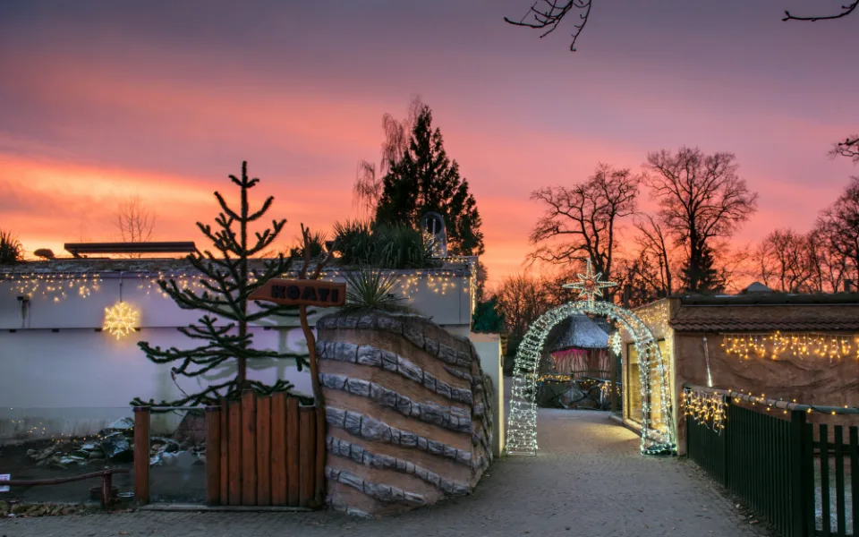 V Nasvícené zoo se objeví lední medvěd nebo tučňáci