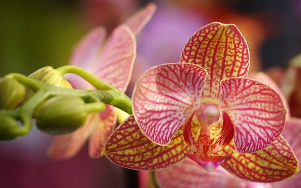 Do muzea se vrací tradiční výstava orchidejí