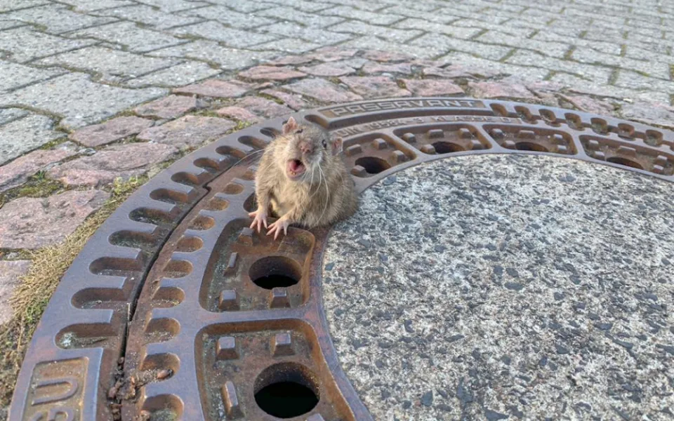 Uvízlého potkana zachránili hasiči. Zpráva obletěla svět. Lidé mu přáli ale i drastickou smrt