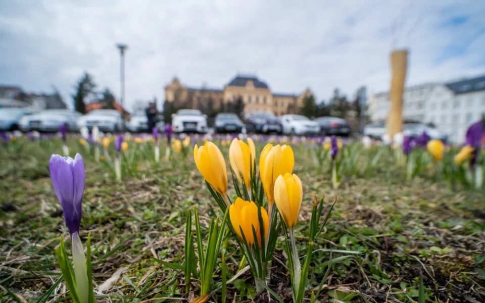 Krokusy na Senovážném náměstí. Foto: Jan Luxík