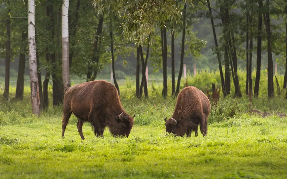 Státní veterinární správa povolila odstřel bizonů na útěku