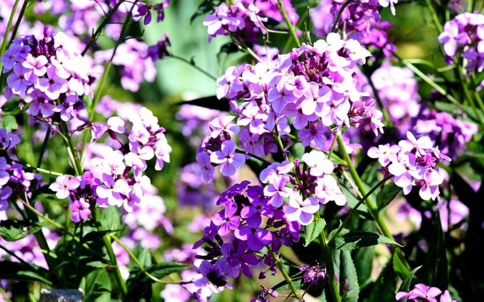 Bio Garten Eden9