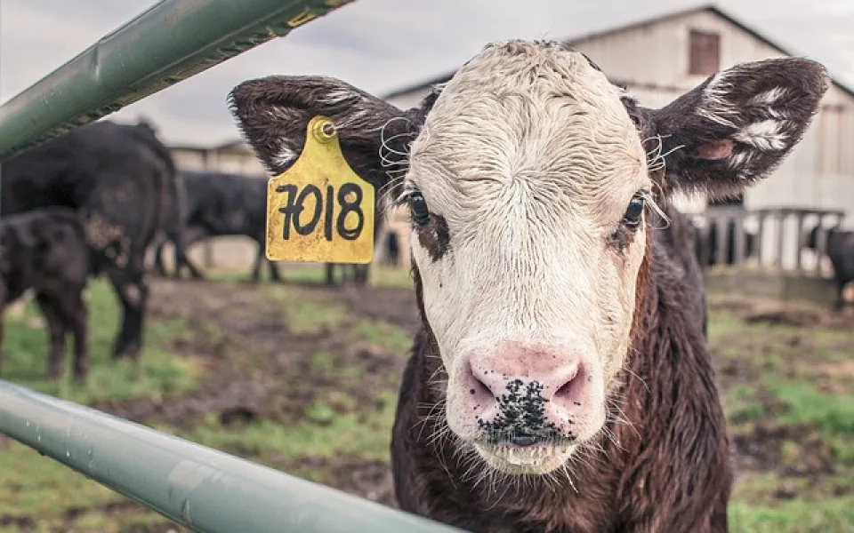 Hospodářská zvířata v těchto dnech nesmí cestovat více než 600 kilometrů, rozhodli veterinář