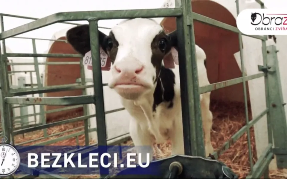VIDEO: Aktivisté zveřejnili nové záběry z českých chovů. Natočili mrtvá selata i otrhané slepice