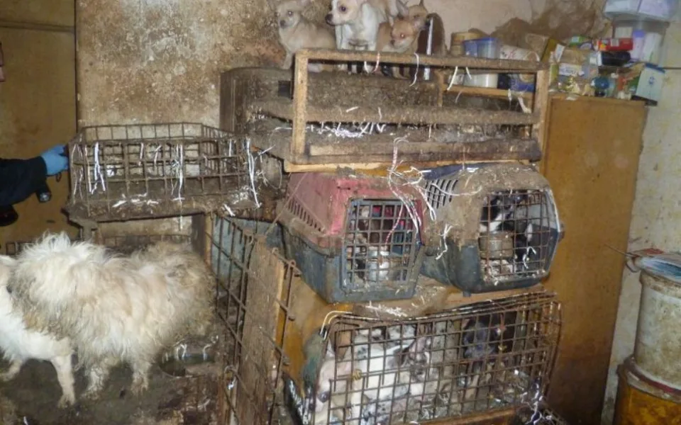 Množírna psů na Vysočině