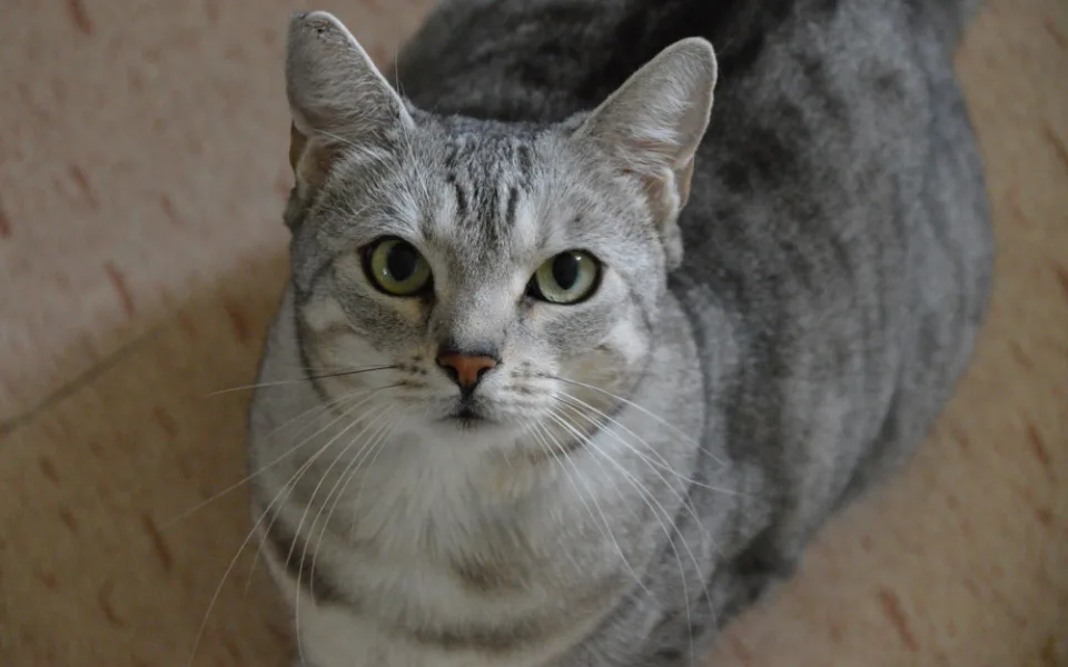 sara