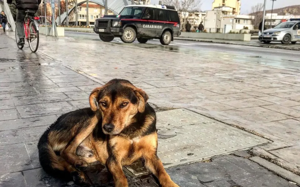 DRBNA NA CESTÁCH: Mitrovica - město rozdělené mostem i národní hrdostí