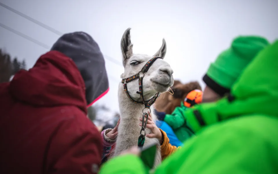 Na Lipno vyrazí lamák Otík, skiareál otevře další dvě sjezdovky