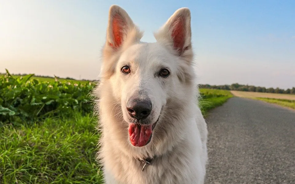 Ztracené psy mohou lidé nově hledat v aplikaci Státní veterinární správy