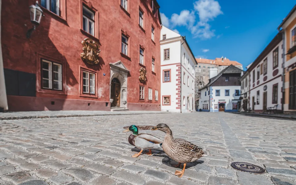 Místo turistů se ulicemi Krumlova prochází kachny. Jak vypadá turistická metropole bez lidí?
