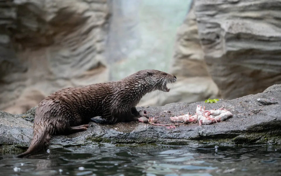 Zoo v Hluboké nad Vltavou kvůli vstupenkám neotevře v pondělí