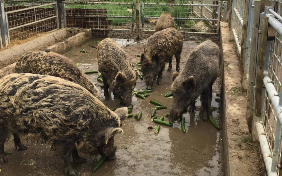 Obchodní řetězec daroval táborské zoo salátové okurky. Smlsnou si na nich daňci, ale i medvědi