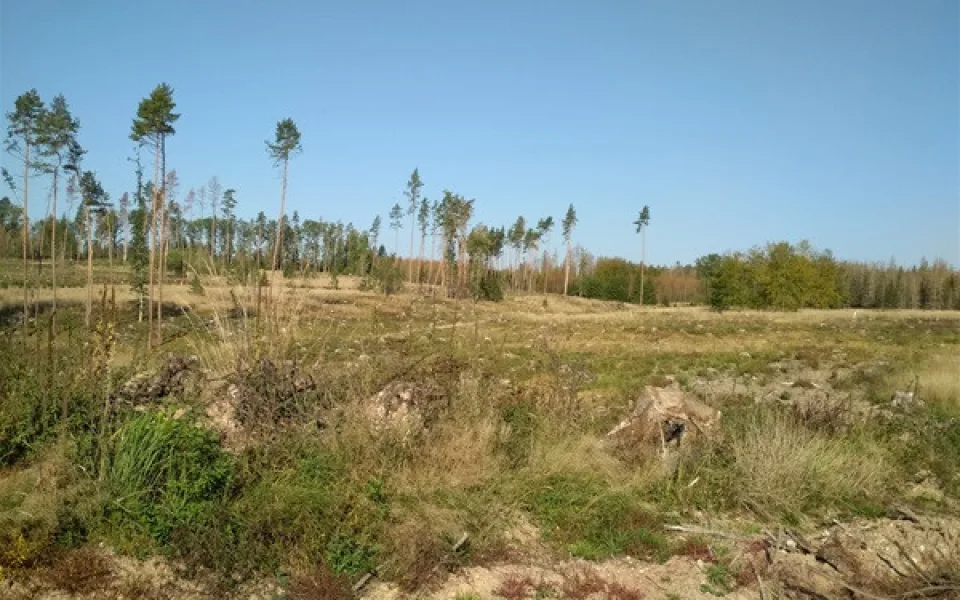 Inspekce životního prostředí loni uložila pokuty za 12 milionů. Nejvyšší padla za kůrovec