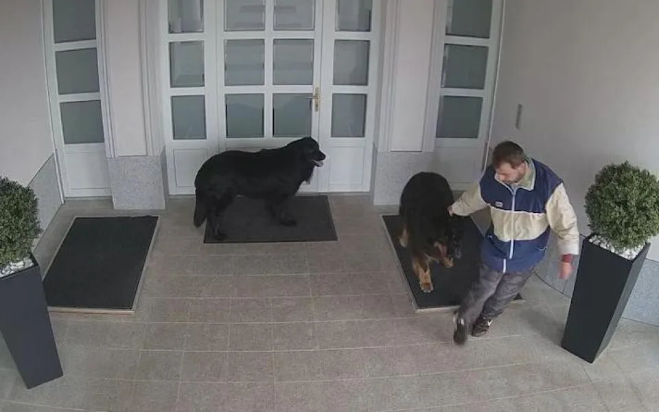 VIDEO: Zloděj ukradl ze zahrady psa. Nakonec mu zůstalo jen vodítko, pes se vrátil domů