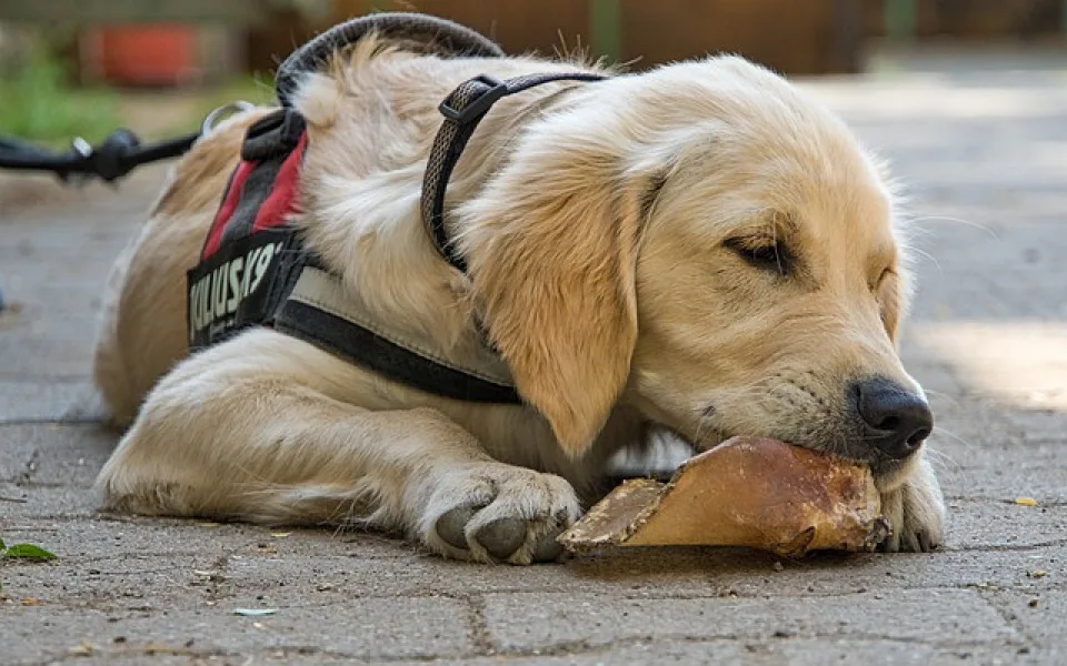 Veganská strava u zvířat? Dobrá tak pro křečka, nikoliv pro psa nebo kočku