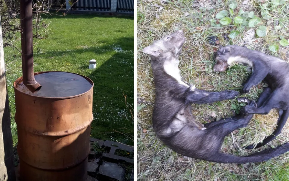 Sud na dešťovku jako past na zvířata. Velký problém, říkají ochranáři