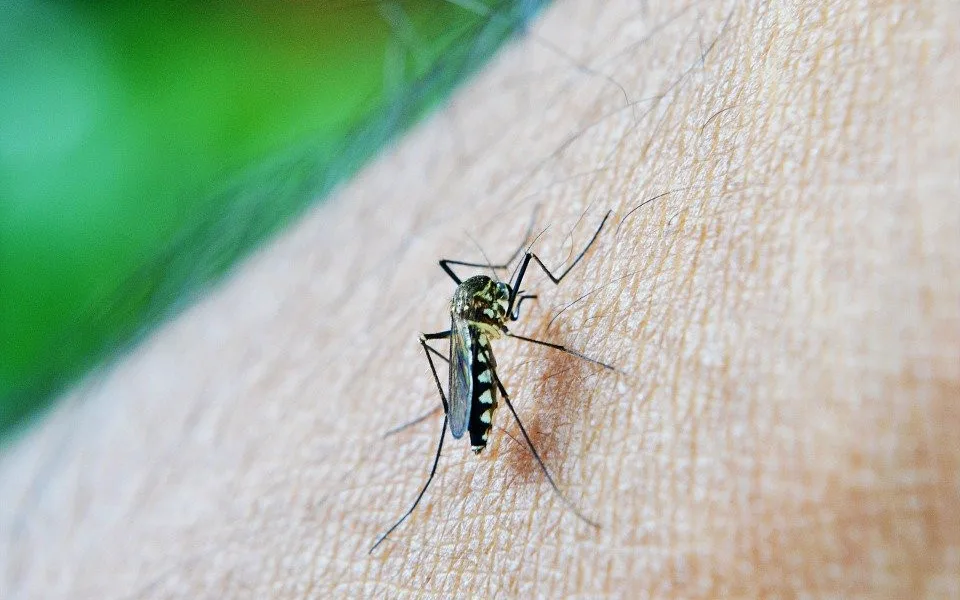 Červnové srážky mohou výrazně zvýšit výskyt komárů na jihu Čech