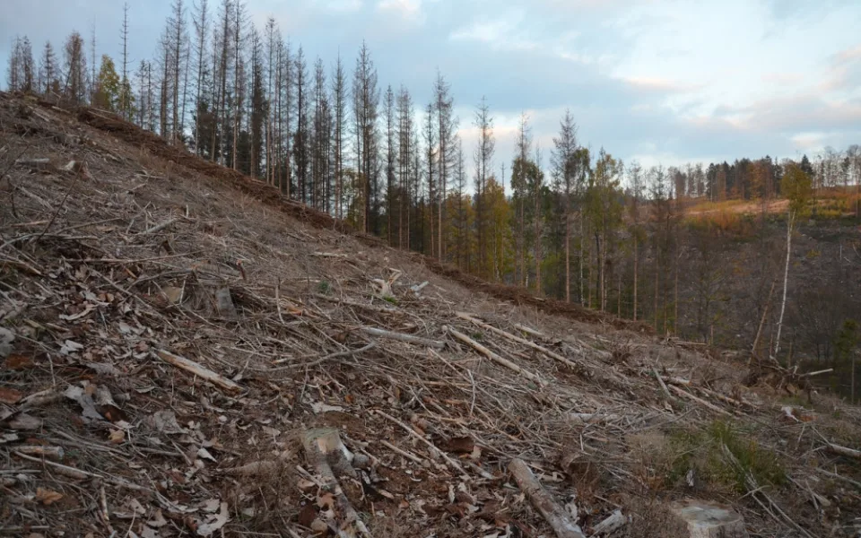 Kůrovcem je silně zasaženo 47 procent katastrů