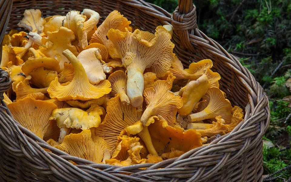 I přes deště a vysoké teploty zatím houby tolik nerostou