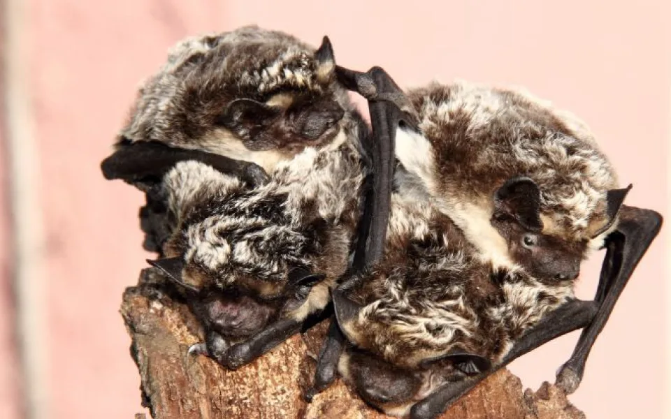 V Zoo Hluboká chystají Netopýří  noc