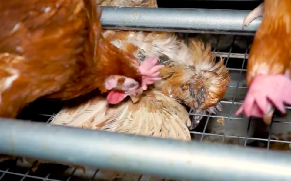 Obránci zvířat zveřejnili záběry zubožených slepic na písecké farmě. Živé nosnice klovou do mrtvé.