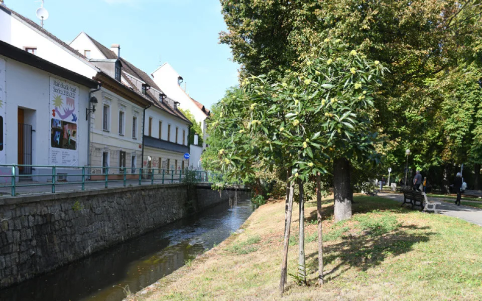 České Budějovice objektivem Milana Bindera a perem Martina Maršíka: kaštany nejsou jen na ozdobu