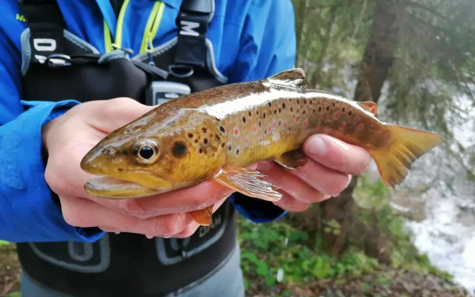 Šumava slaví. Po padesáti letech se do tamního jezera vrátili pstruzi