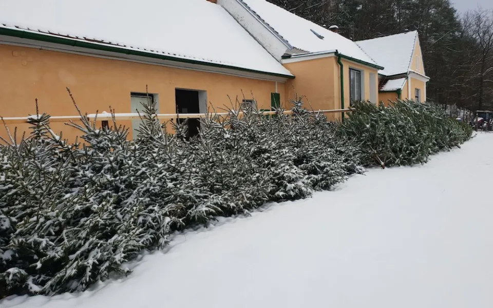 Nevíte kde pořídit vánoční stromek? Prodej u Lesů města Písku je již tradicí