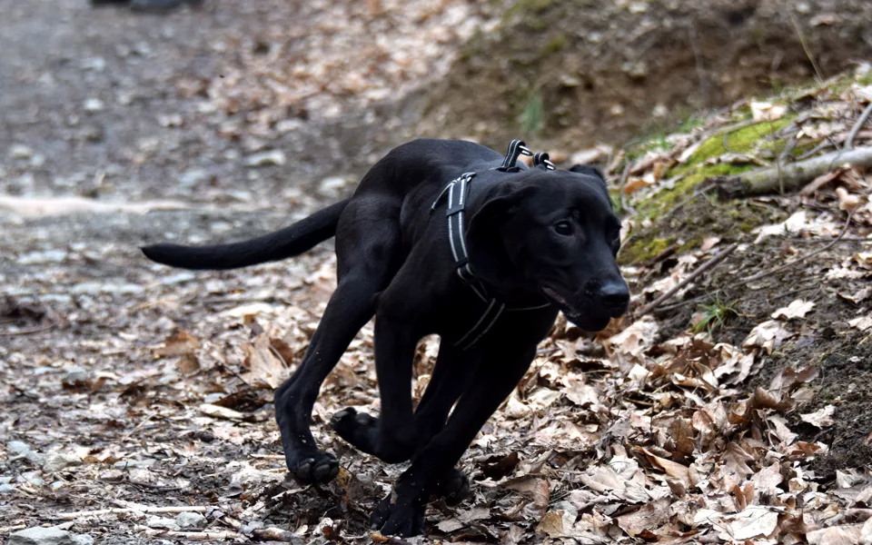 Zvířata se kvůli petardám často vyděsí nebo se mohou ztratit, říká veterinářka Alexandra Karafiátová