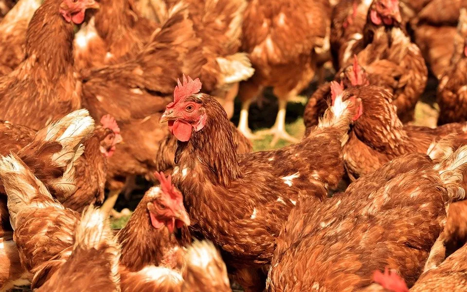 Jihočeští veterináři dnes zahájí kontroly chovů kvůli ptačí chřipce