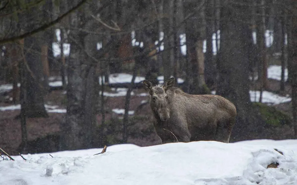 Národní park Šumava chce zmapovat výskyt losů. Je to téměř detektivní práce, říká koordinátor