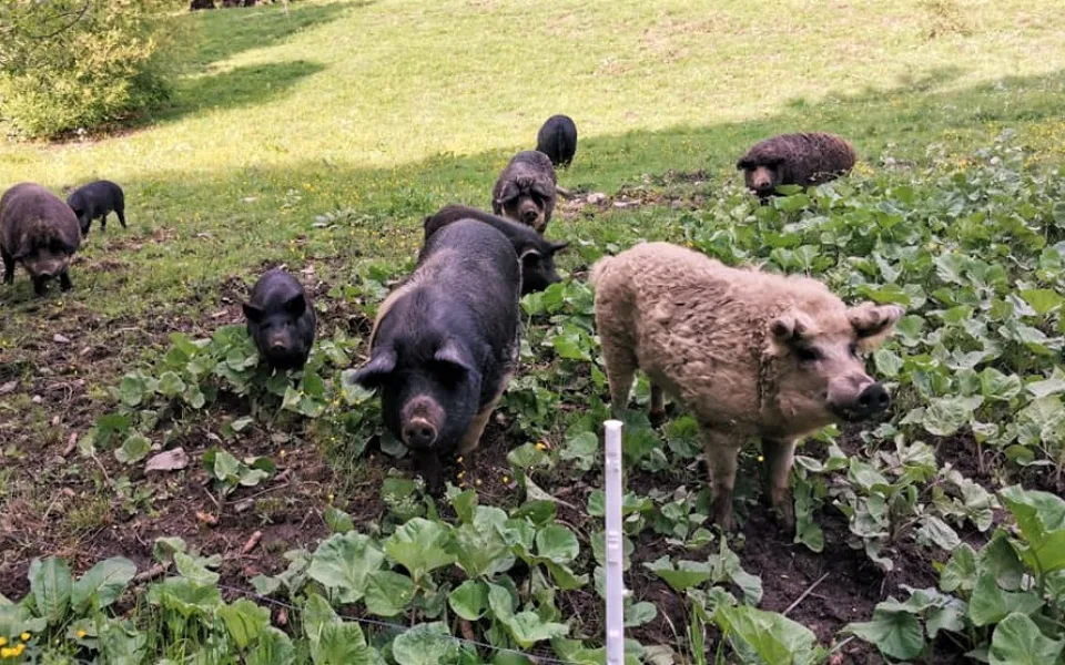 Vlci roztrhali deset selátek na šumavské ekofarmě, matka tam učila lovit své mládě