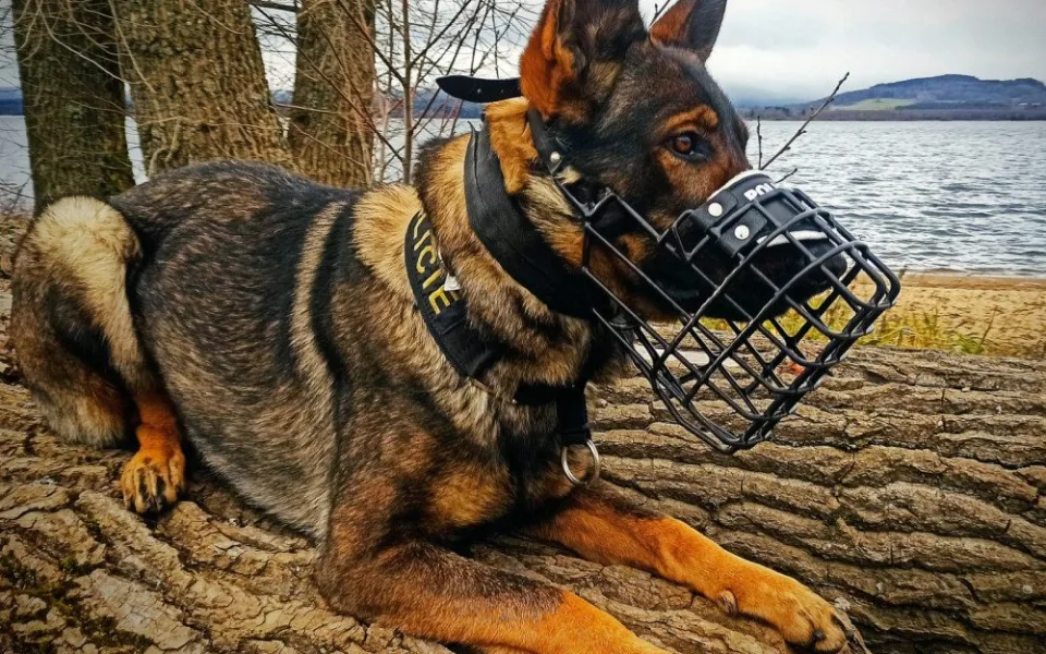 Sedmadvacetiletá žena se ubytovala v Zámecké jízdárně. Vyčmuchal ji policejní pes