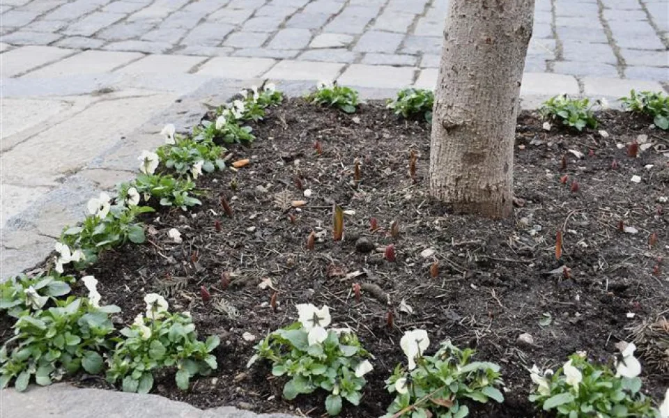 Písecké náměstí ozdobí pět tisíc tulipánů.