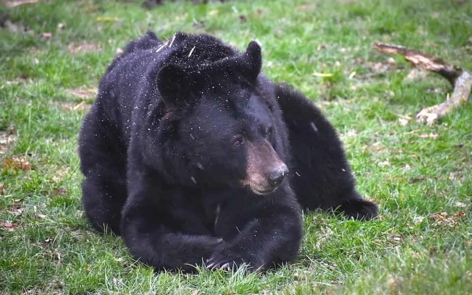Kraj finančně podpoří soukromé zoo na jihu Čech. Na krmení pro zvířata vyčlenil 800 tisíc