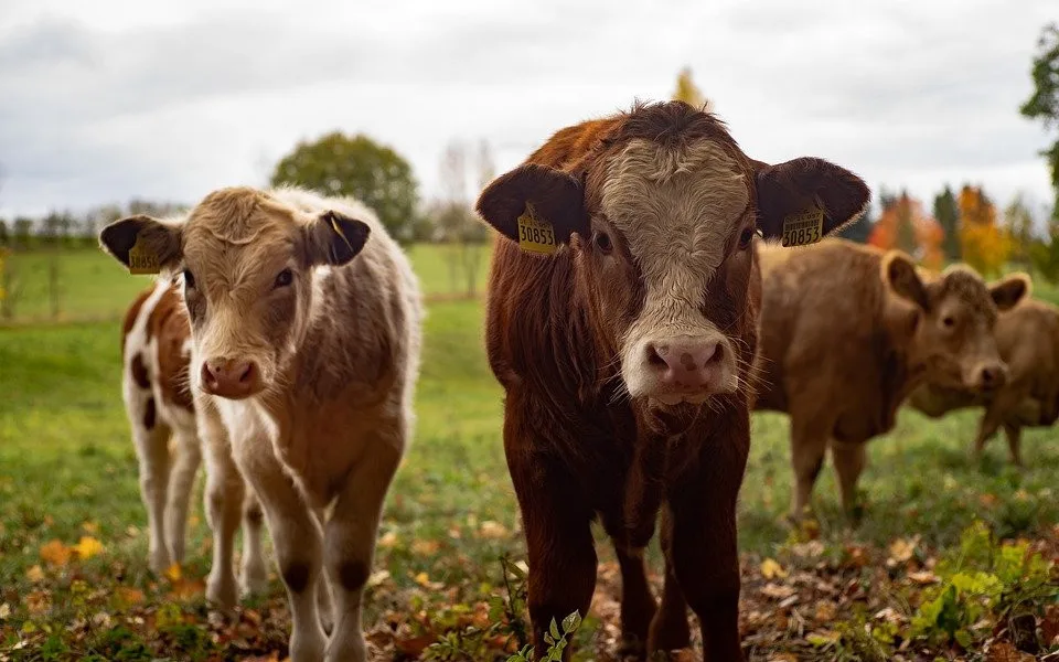Jihočeským veterinářům přibylo podnětů na týrání zvířat