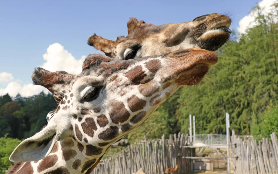 Zoo se znovu otevřela. Na návštěvníky se těšila i zvířata