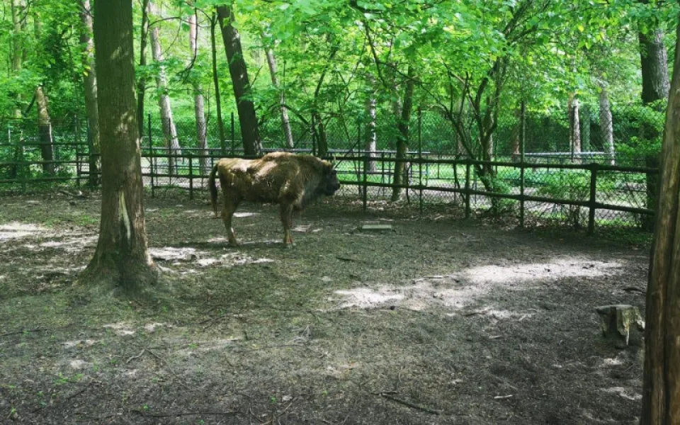 Táborská zubřice Taura doplnila stádo v polské zoo v Poznani.