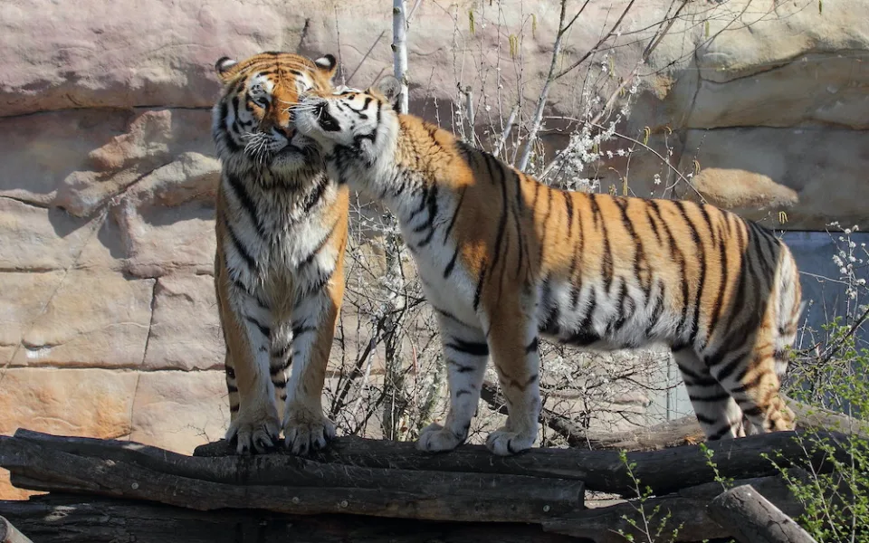 Zoo Hluboka nad Vltavou