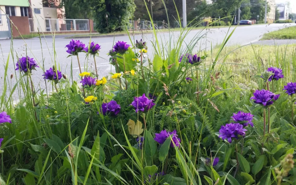 Na českobudějovických trávnících našli biologové další ohrožené druhy rostlin